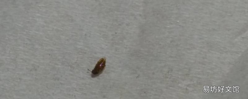 家里有虫子怎么办能除根