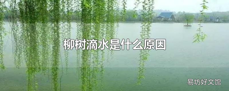 柳树滴水是什么原因