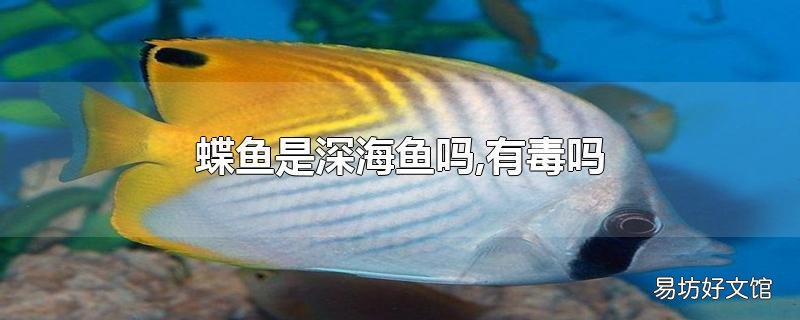 蝶鱼是深海鱼吗,有毒吗