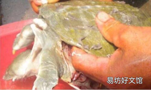 死甲鱼怎么处理方法
