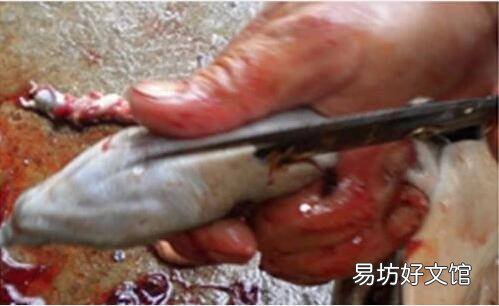 死甲鱼怎么处理方法