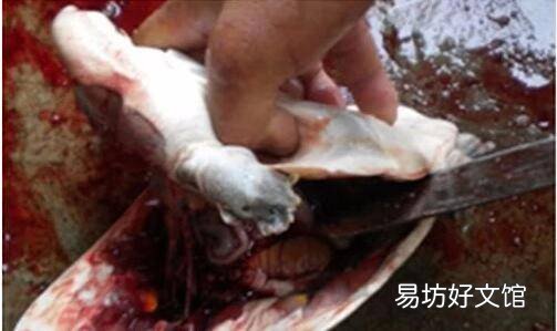 死甲鱼怎么处理方法