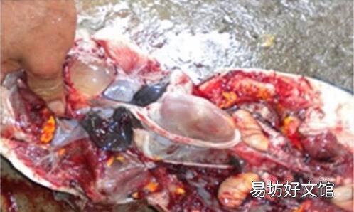 死甲鱼怎么处理方法