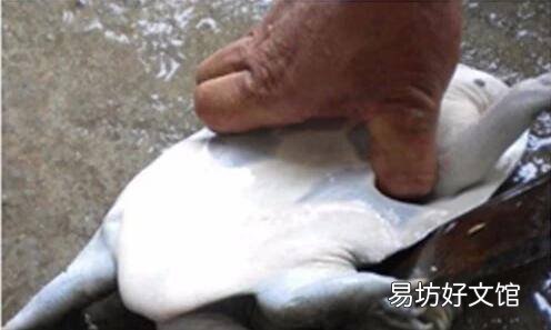 死甲鱼怎么处理方法