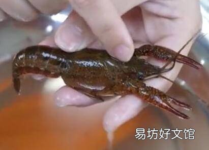 龙虾处理方法