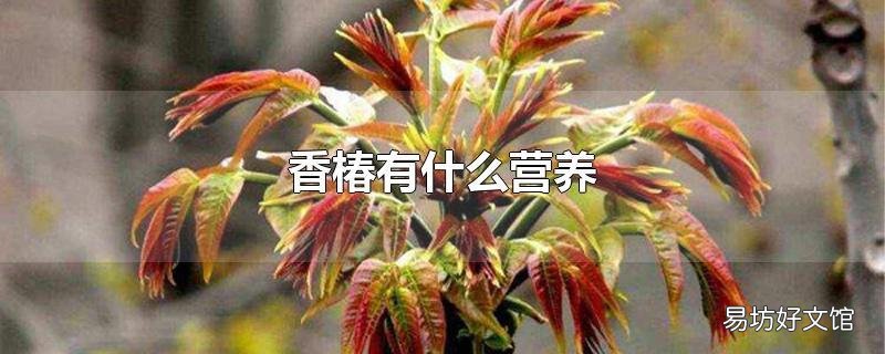 香椿有什么营养