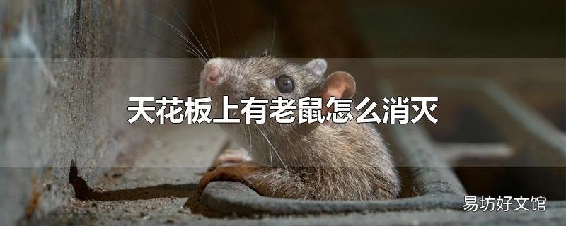 天花板上有老鼠怎么消灭