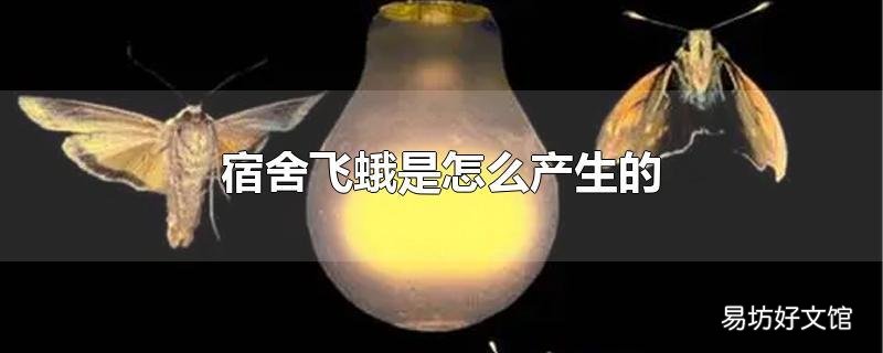 宿舍飞蛾是怎么产生的
