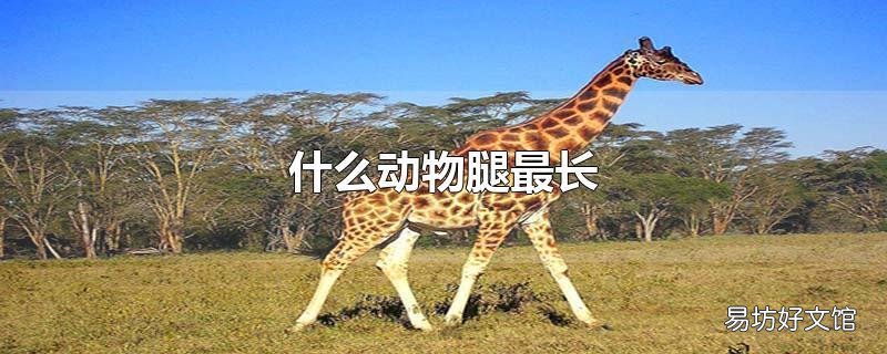 什么动物腿最长