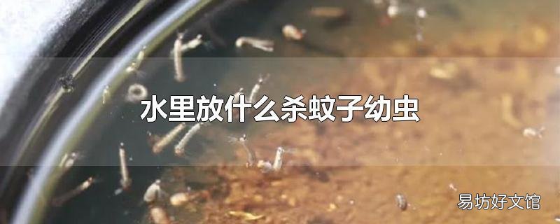 水里放什么杀蚊子幼虫