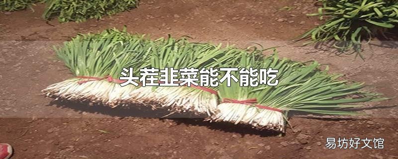 头茬韭菜能不能吃