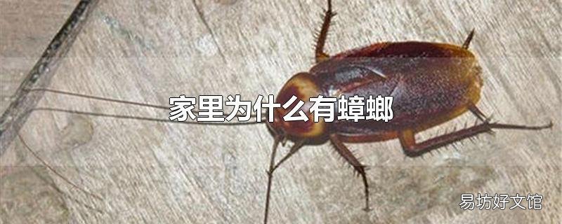 家里为什么有蟑螂