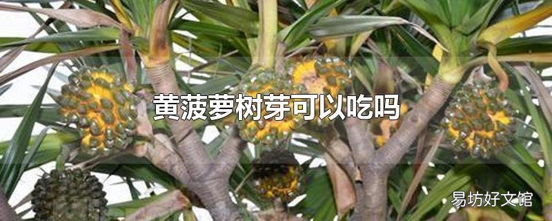 黄菠萝树芽可以吃吗
