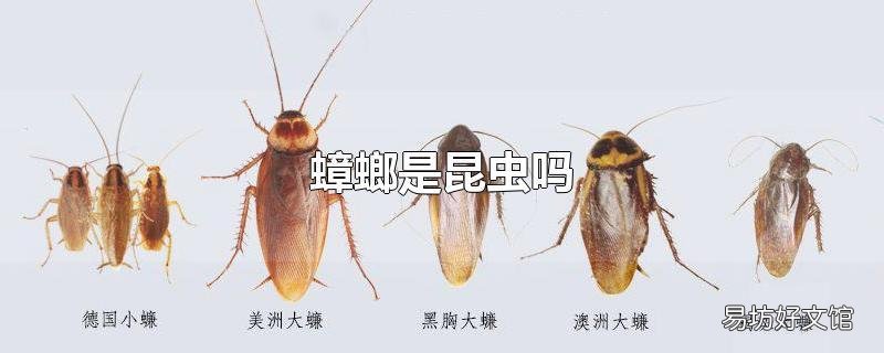 蟑螂是昆虫吗
