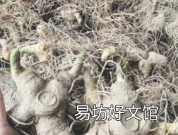 黄精怎么加工