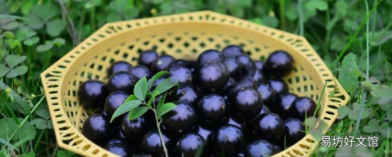 嘉宝果放冰箱可以保存几天