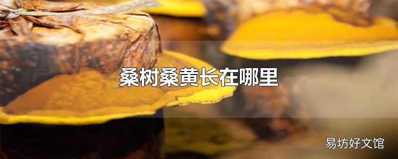桑树桑黄长在哪里