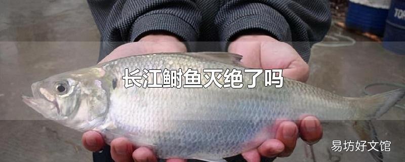 长江鲥鱼灭绝了吗