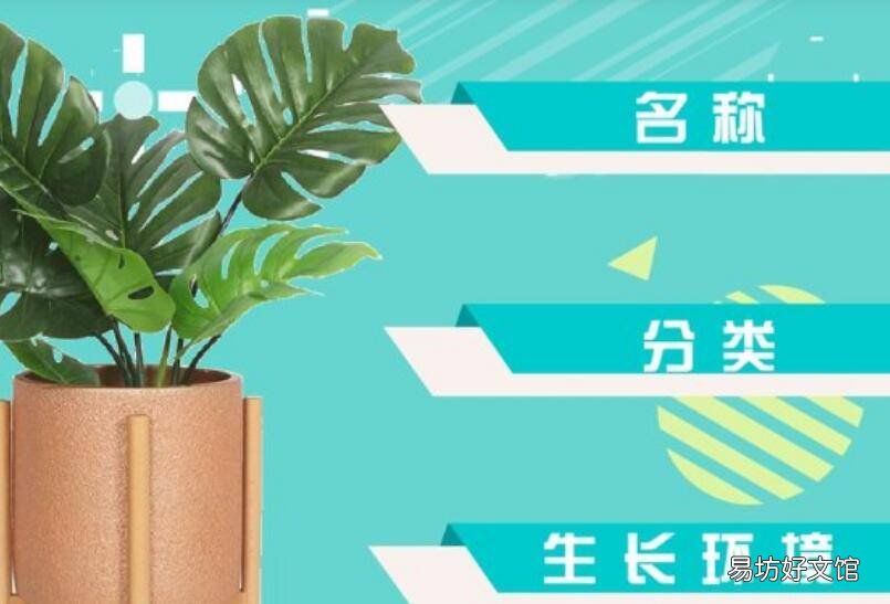 绿萝的记录卡怎么写