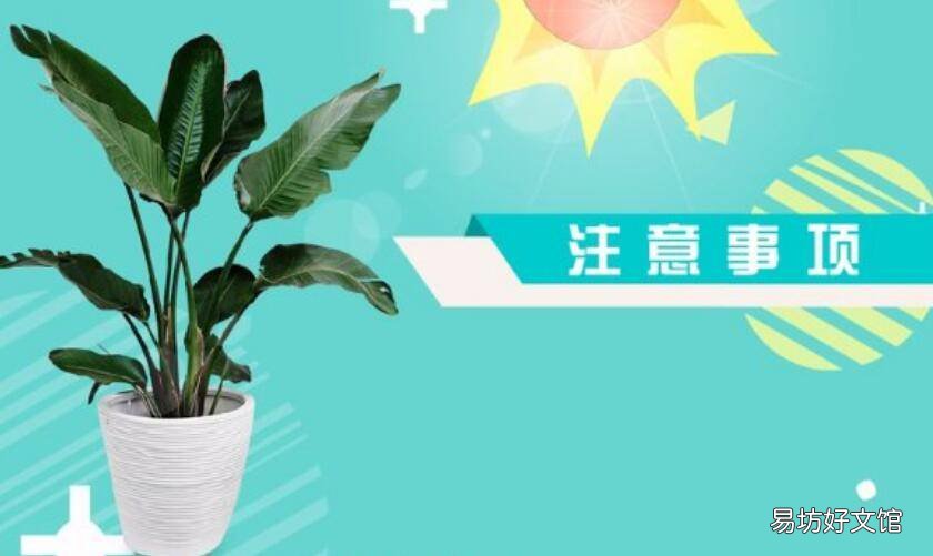 绿萝的记录卡怎么写