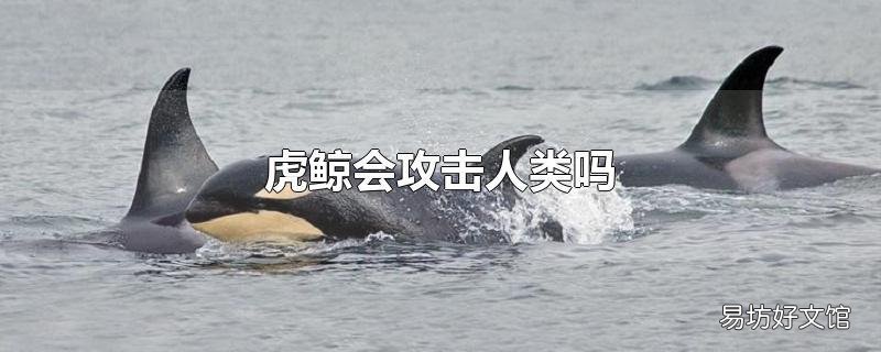 虎鲸会攻击人类吗