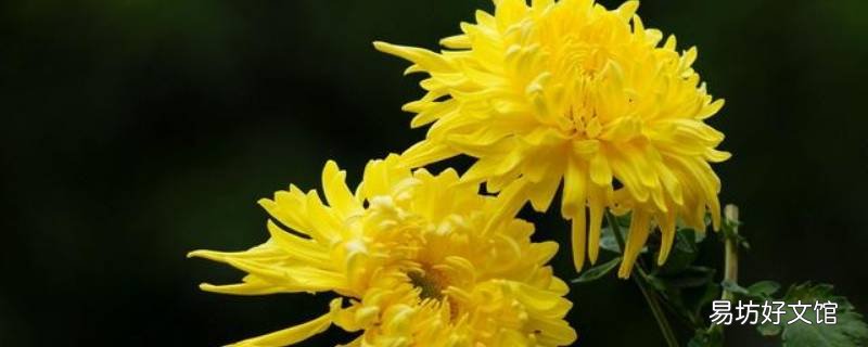 春天的菊花有什么特点