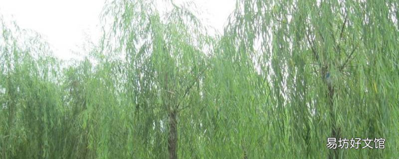 柳树植物记录卡怎么写