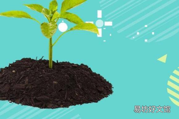 柳树植物记录卡怎么写