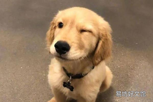为什么说建国后动物不能成精的事