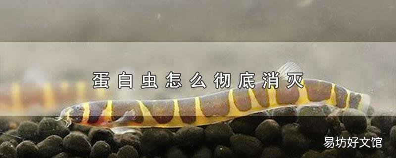 蛋白虫怎么彻底消灭