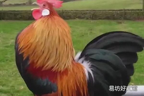 铁公鸡是什么意思