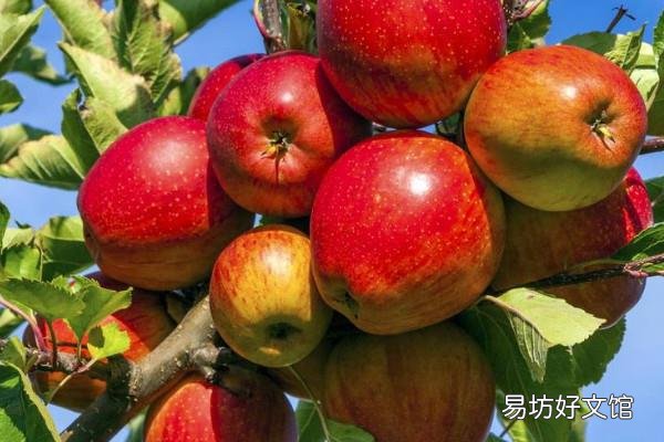 苹果脸是什么意思