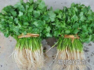 香菜长什么样