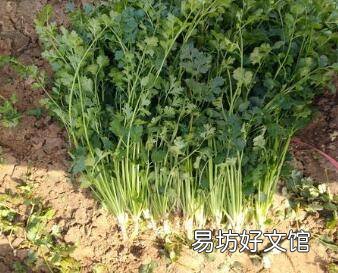 香菜长什么样