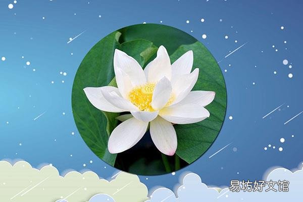 白莲花是什么意思