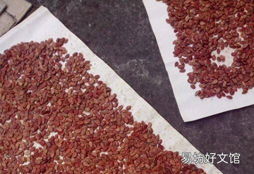生的红瓜子怎么煮更入味