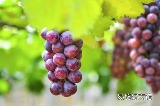 无花果和葡萄能在一块儿吃吗