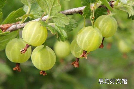 灯笼果可以直接吃吗