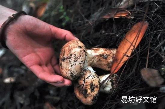 松茸上火吗