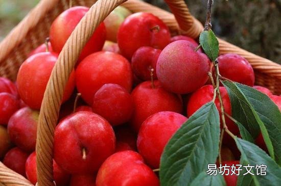 李子不能和什么食物一起吃