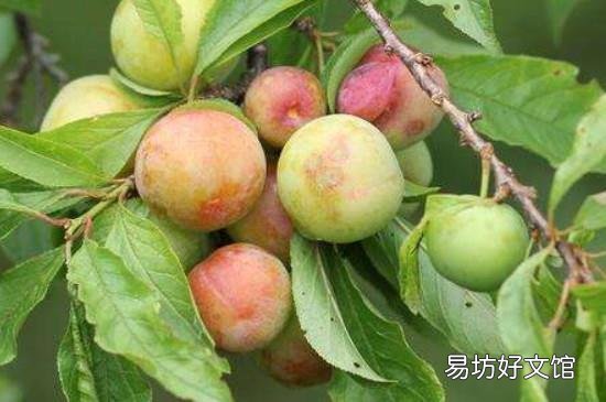 李子不能和什么食物一起吃