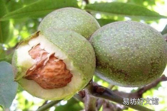 新鲜核桃可以放冰箱冷冻保存吗