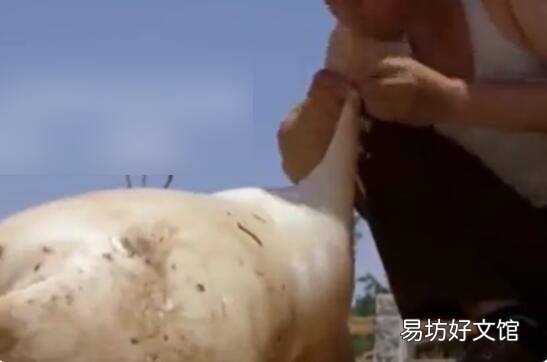 毛皮草木灰熟制方法
