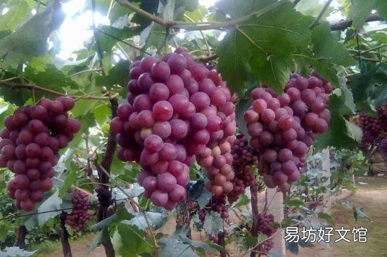 梨和葡萄可以一起吃吗