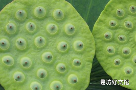 新鲜莲子冷冻可以保存多久