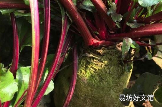 哪些人不宜吃紫菜头