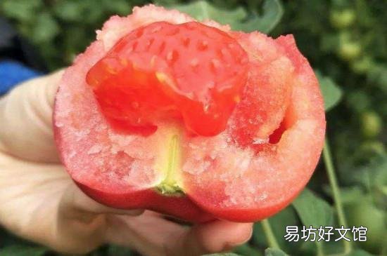 西红柿和李子能同时吃吗