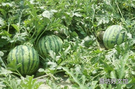 怎么看西瓜熟了可以摘了