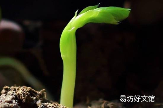 新鲜豌豆能发芽吗