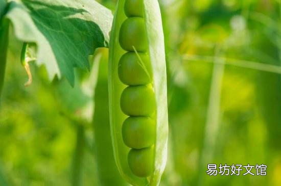 新鲜豌豆能发芽吗